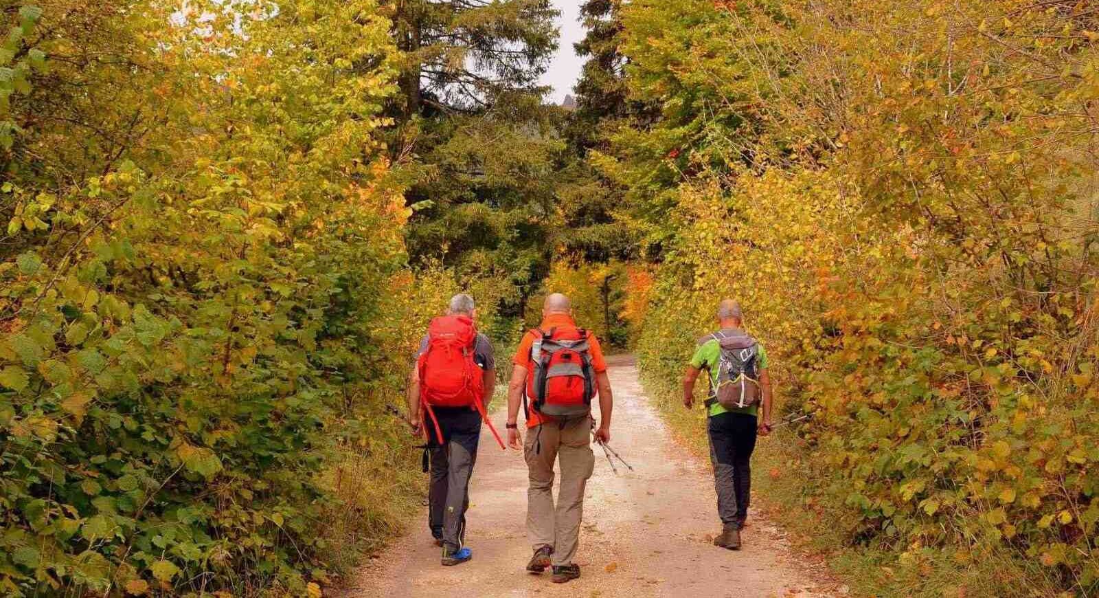 Passeggiata nel bosco