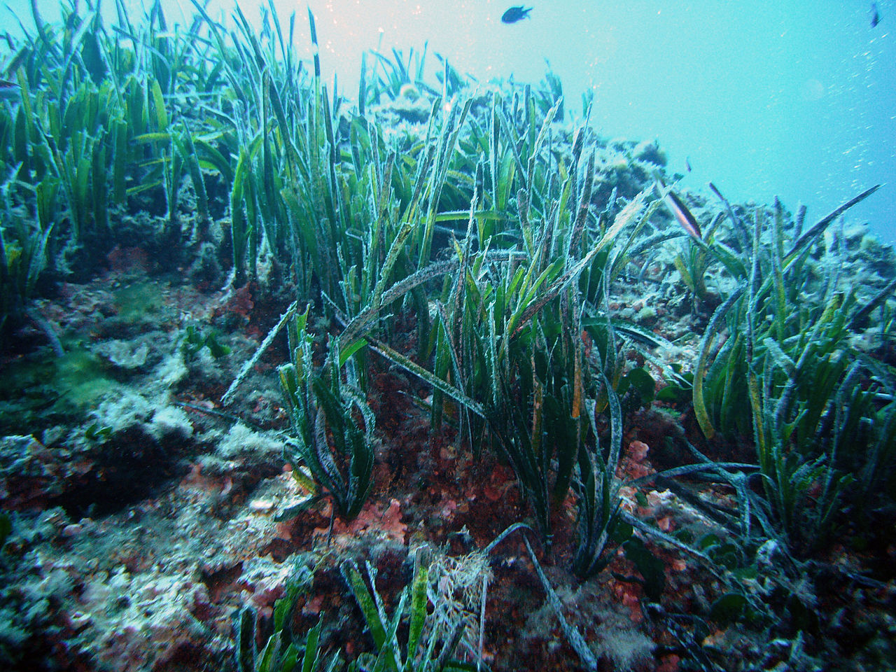 Posidonia oceanica