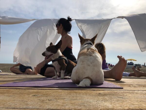 La Dog Beach di Maccarese propone anche corsi di Yoga per i proprietari di cani