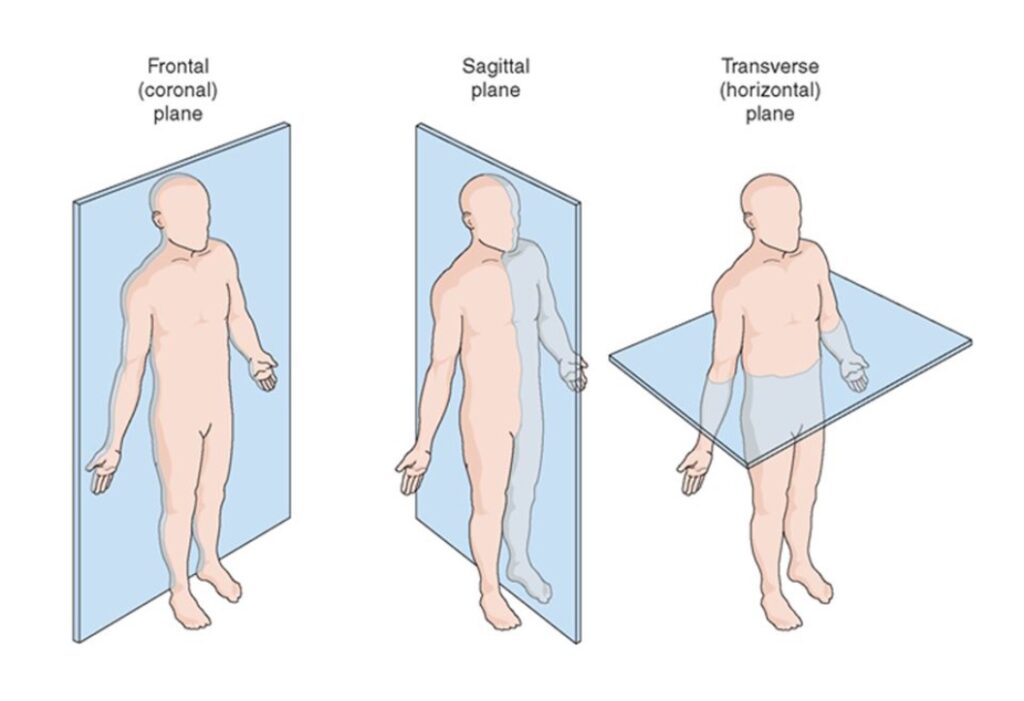 I piani del corpo frontale o coronale, sagittale (che divide destra e sinistra) e trasversale