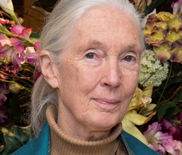 Jane Goodall, etologa e antropologa 