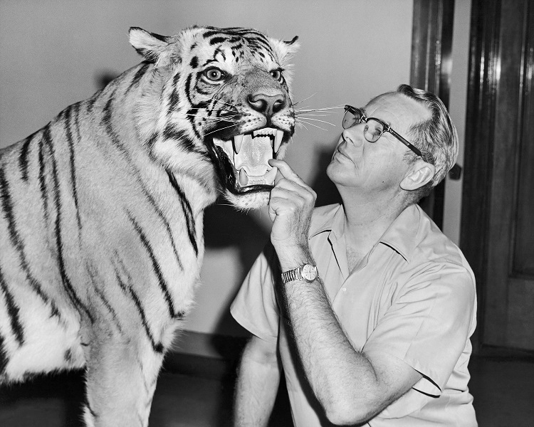 Lo zoologo Wilmer W. Tanner con una tigre sottoposta a tassidermia