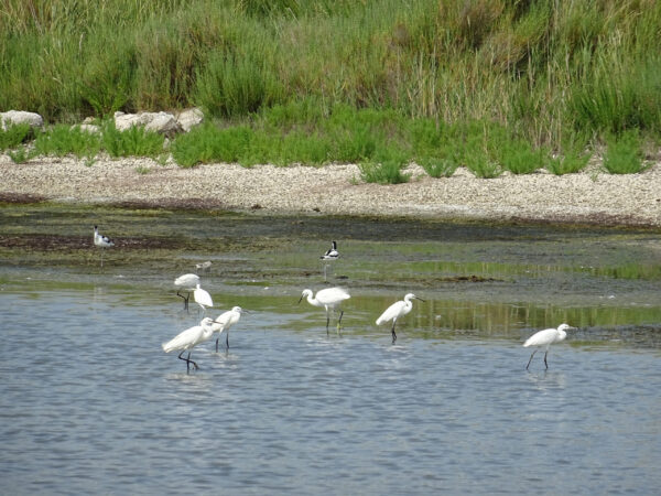 Aironi e avocette 