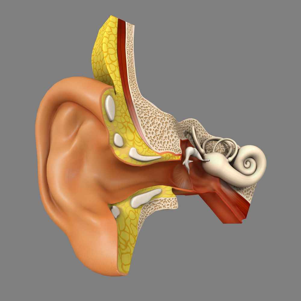 L'anatomia dell'orecchio