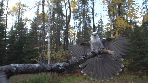 Un gufo su un ramo, un'immagine da Secrets in the World's Largest Forest