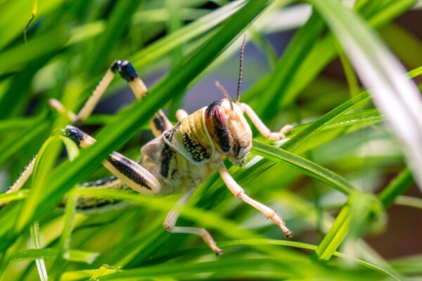 Una locusta 