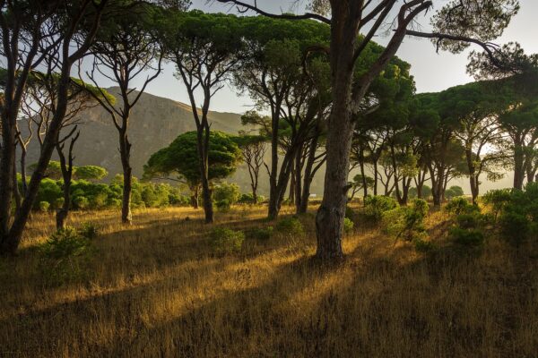 Degli alberi all'interno di un piccolo bosco 