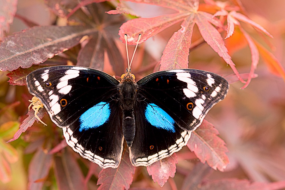 L'educazione delle farfalle (The Education of Butterflies