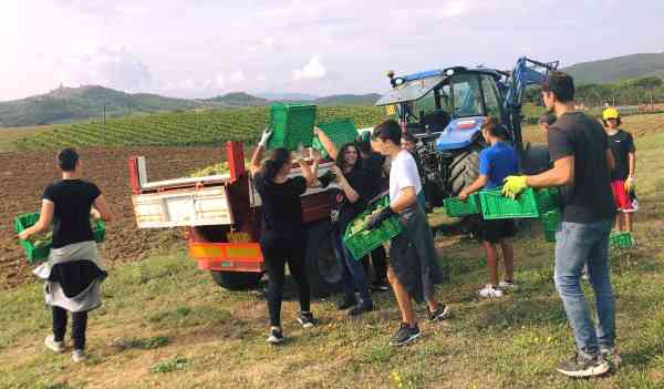 Gli studenti del Ciuffelli di Todi, fra le altre attività, praticano la vendemmia