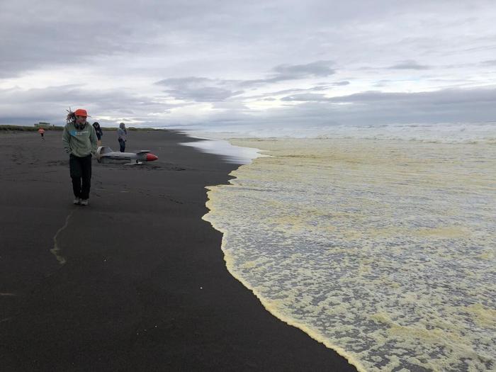 Disastri ambientale a kamchatka