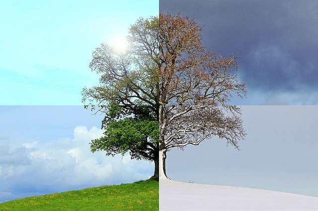 Il passaggio delle stagioni nella chioma di un albero