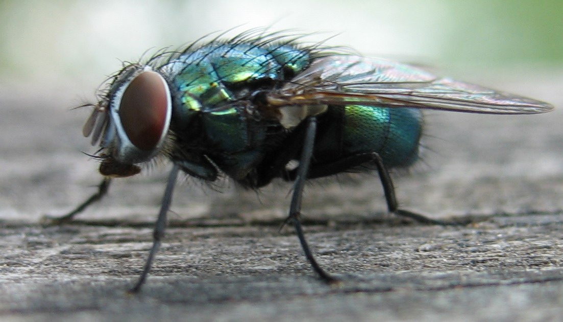 La mosca verde ingrandita