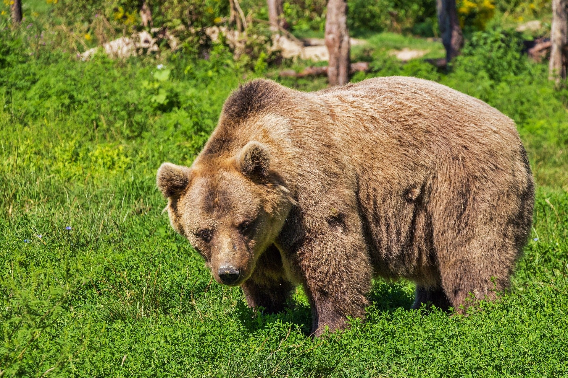 orso bruno esemplare