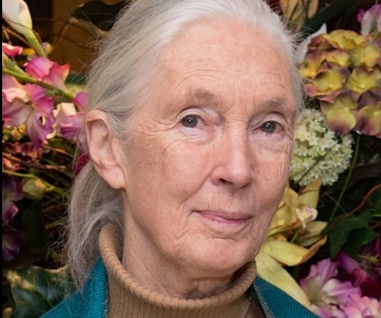 L'antropologa ed etologa Jane Goodall 