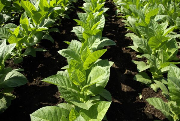 Foglie di tabacco in un campo