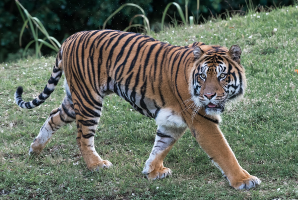 Una tigre del bengala 