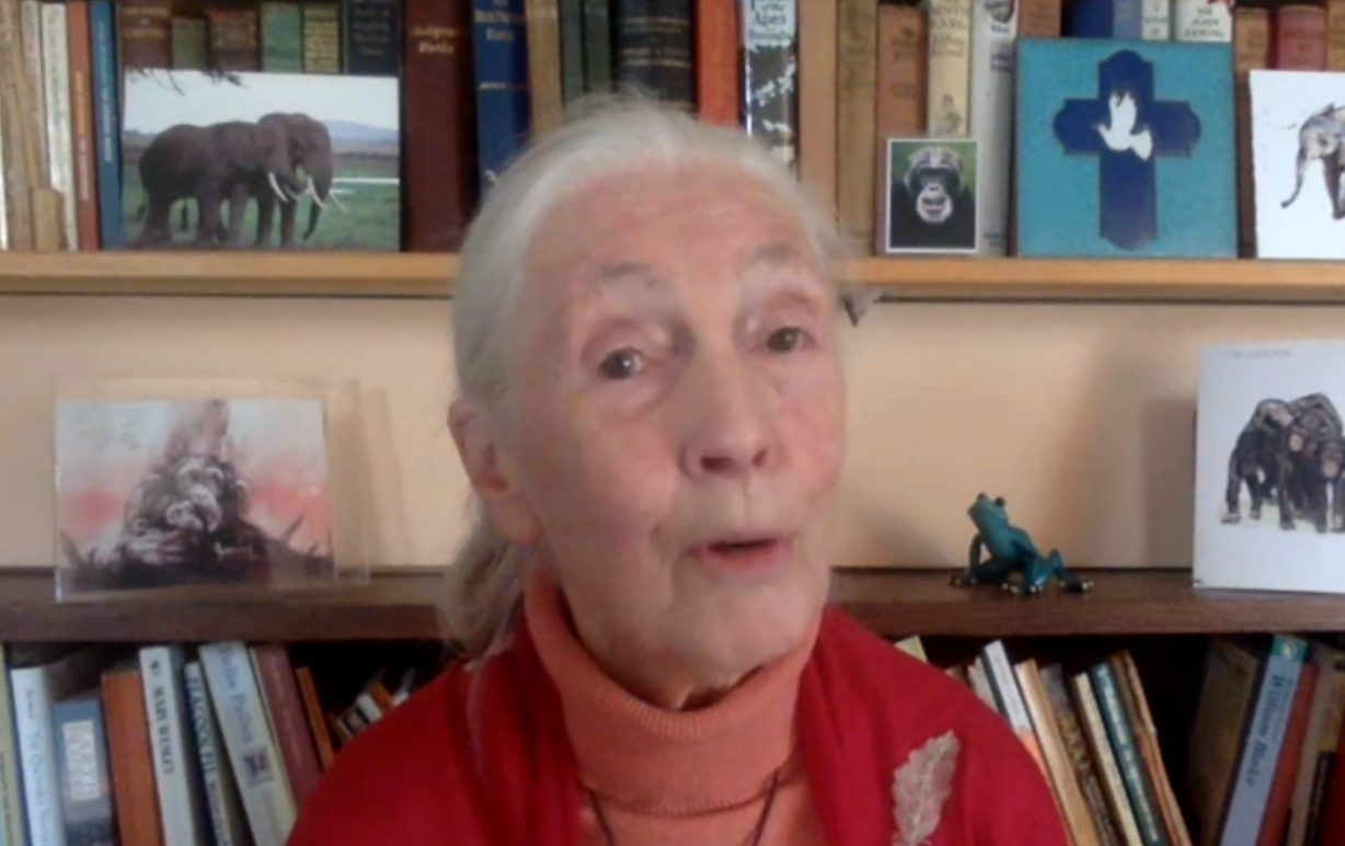 Jane Goodall, primatologa di fama internazionale 