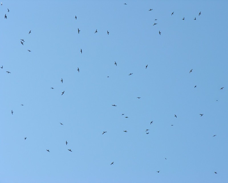 Rondini nel cielo