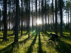 Finnish Forest Kuusamo (Foto: Tarja Hoikkala)