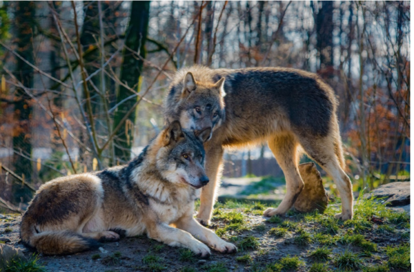 Due lupi si riposano insieme, in un bosco