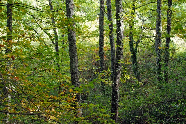 Un bosco di querce nel Parco del Pollino, in Basilicata 