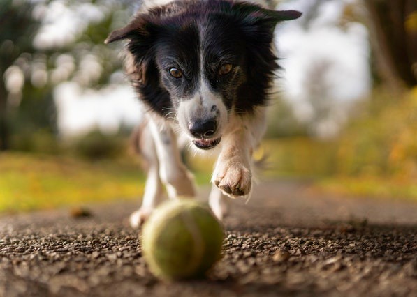 Un cane riconosce il nome di un oggetto più per talento che per apprendimento