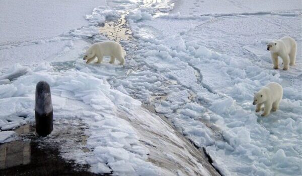 L'orso polare, specie icona della catastrofe ambientale 