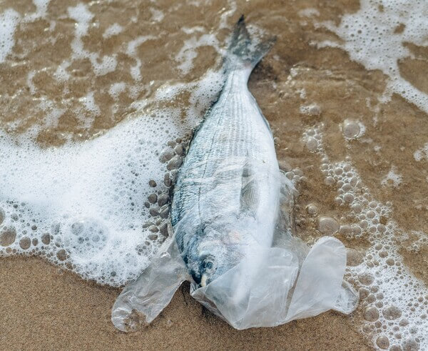 pesce soffocato da involucro di plastica