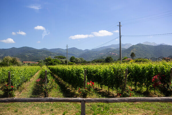 Vigne di Vermentino, presso la città di Luni