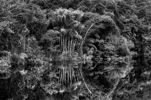 Rio Jaú. Stato di Amazonas, Brasile, 2019 © Sebastião Salgado/Contrasto