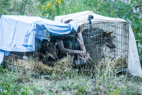 I due lupi vengono rimessi in libertà