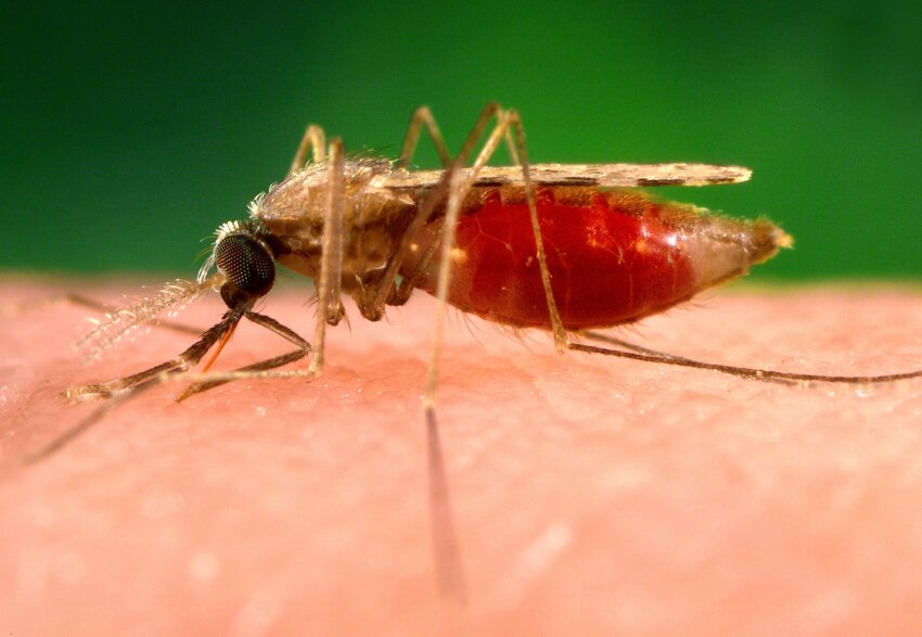 Un piano ravvicinato dell'Anofele (Anopheles gambiae), zanzara vettore della malaria