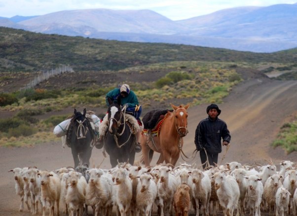 Transumanza in Patagonia