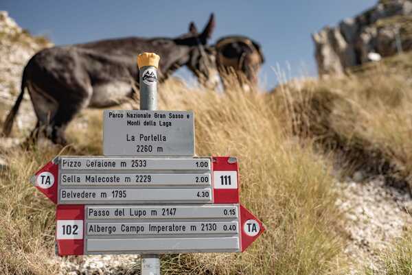 mule e asine della spedizione, tappa nel Parco Nazionale del Gran Sasso 