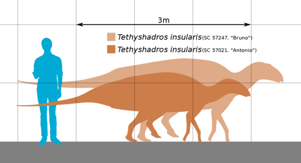 Un grafico mostra le differenze di dimensioni tra i due Tethyshadros insularis 