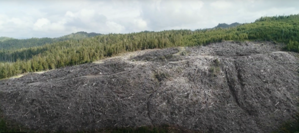 Un'immagine della foresta disboscata