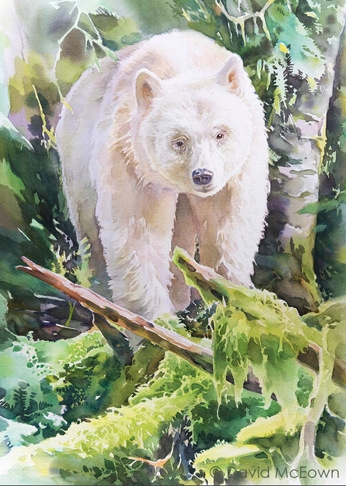 Un disegno del Kermode, il rarissimo orso bianco che i nativi chiamano Spirit Bear