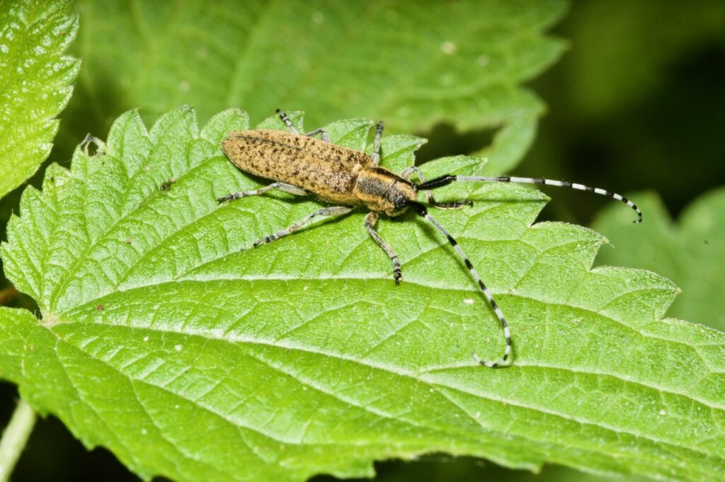 Um esemplare di Agapanthia villosoviridescens (De Geer, 1775. Foto: Umberto Pessolano)