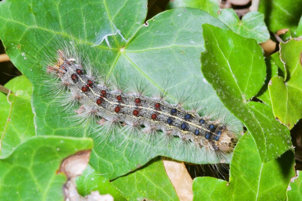 Una Lymantria dispar (Linnaeus, 1758. Foto: Umberto Pessolano) 