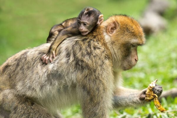 Macachi di Barberia, genitore e figlio