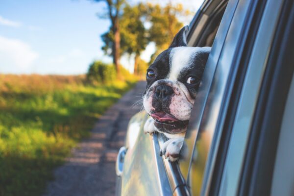 Un bulldog francese bianco e nero affacciato dal finestrino di una macchina in movimento