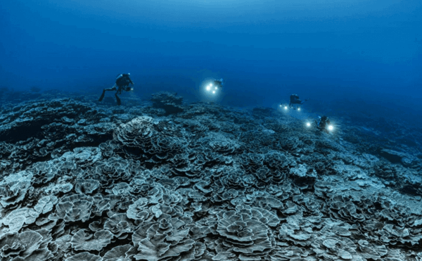 la barriera corallina