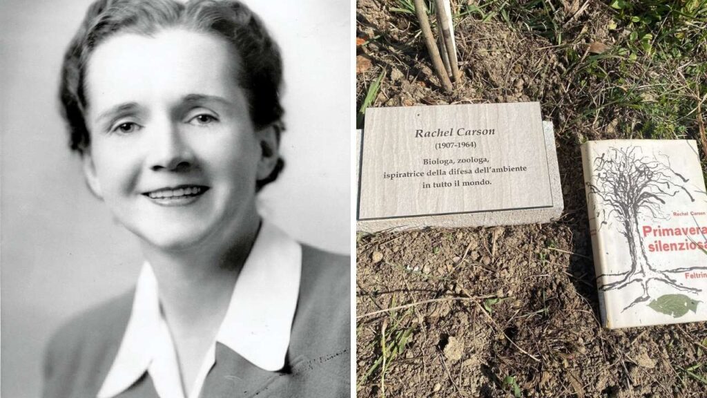 La biologa Rachel Carson, autrice del volume "Primavera silenziosa" (1907-1964)