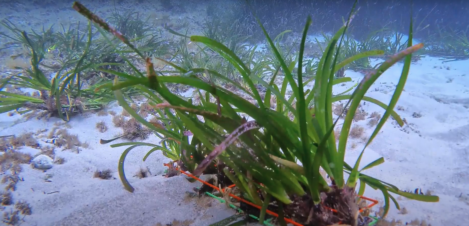 La posidonia oceanica, pianta importantissima per l'ecosistema marino