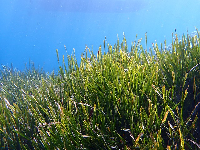 Una prateria di Posidonia oceanica