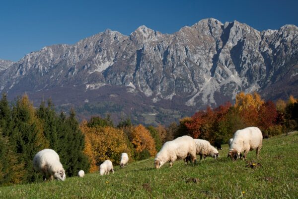 La pecora Alpagota è una razza autoctona delle Dolomiti Bellunesi che contribuisce a mantenere l’equilibrio naturale delle praterie alpine (Foto: Archivi Cooperativa Fardjma)