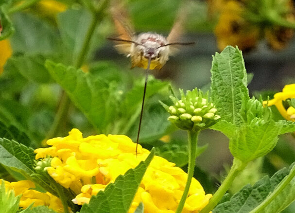 farfalla colibrì