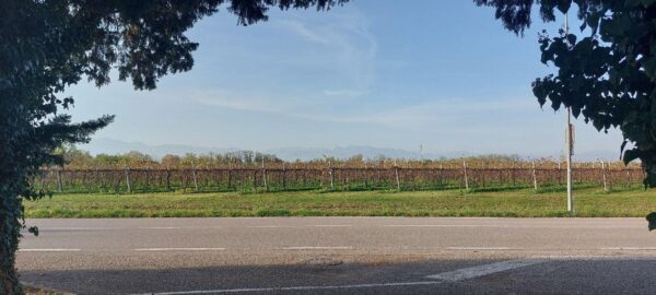 Vigneti e pianura friulana di fronte al cimitero di Casarsa della Delizia, novembre 2022 - foto di Rosy Battaglia