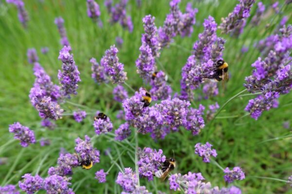 Degli impollinatori su dei fiori viola 